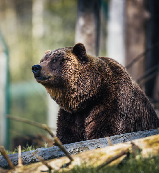 Wildlife Zoo