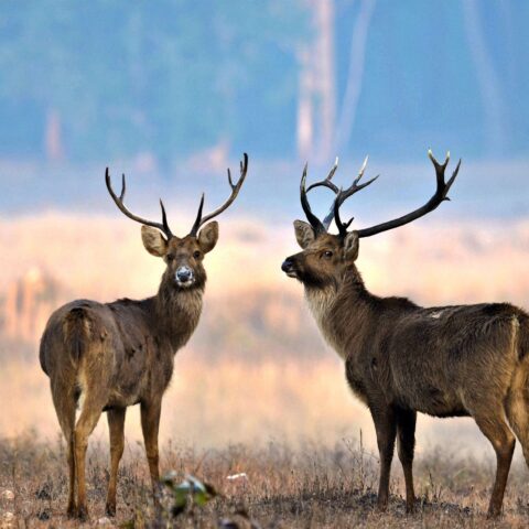 Barasingha
