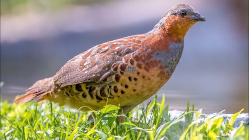 Bamboo Partridge - The National Parks of India