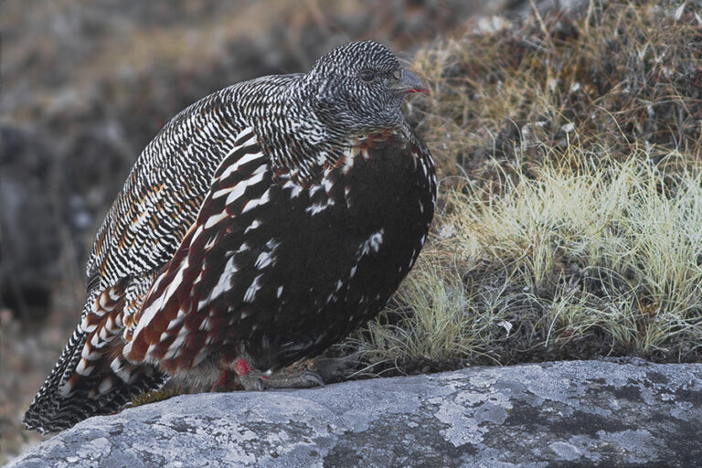 Snow Partridge - The National Parks of India