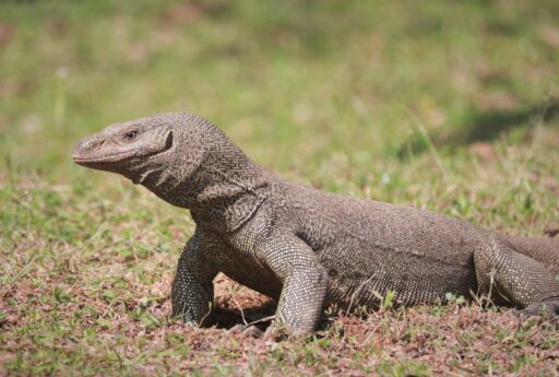 Monitor Lizard - The National Parks of India