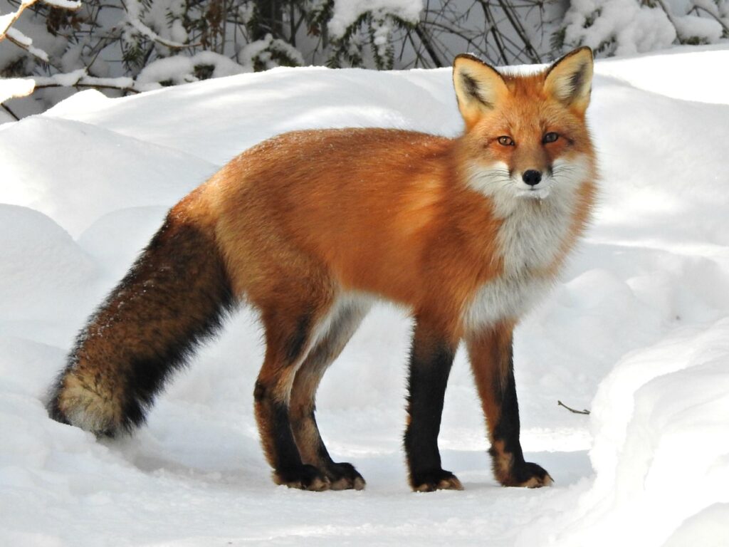 Red Fox - The National Parks of India